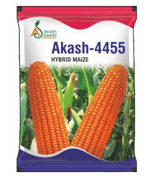 Akash-Maize