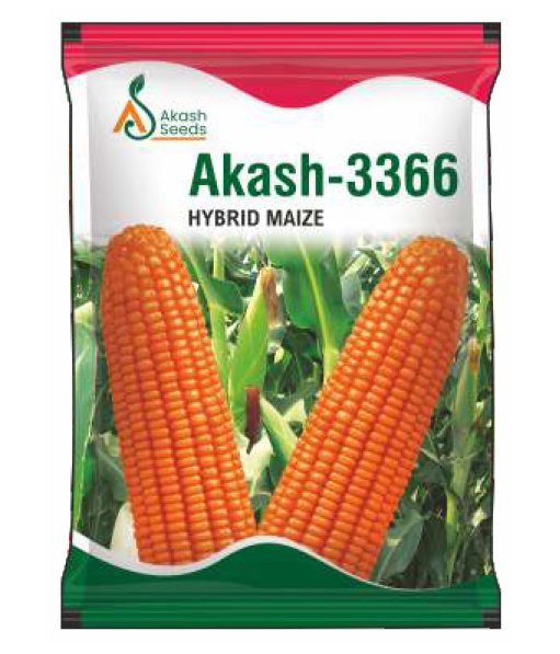 Akash2-Maize