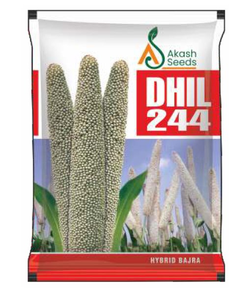 Dhil244-Maize