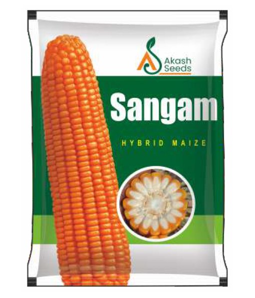Sangam-Maize