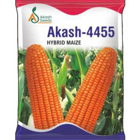 Akash-Maize
