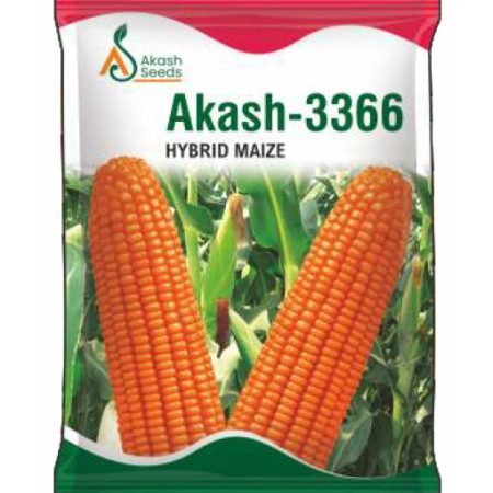 Akash2-Maize