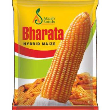 Bharata-Maize