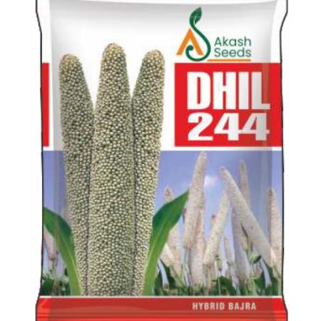 Dhil244-Maize