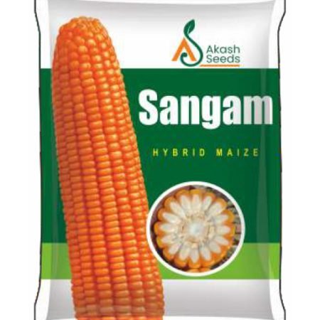 Sangam-Maize